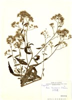 藏品(臺灣馬蘭)的圖片